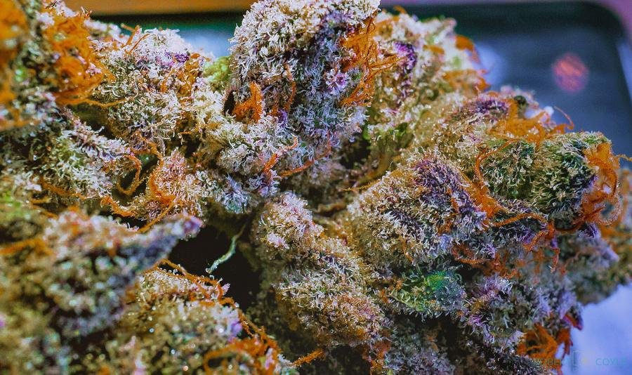 Cannabinoïdes : CBD, THC, CBG, CBN, HHC, H4CBD, THCP