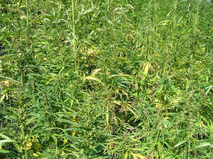Culture du chanvre et CBD : variétés, réglementation, bio, histoire