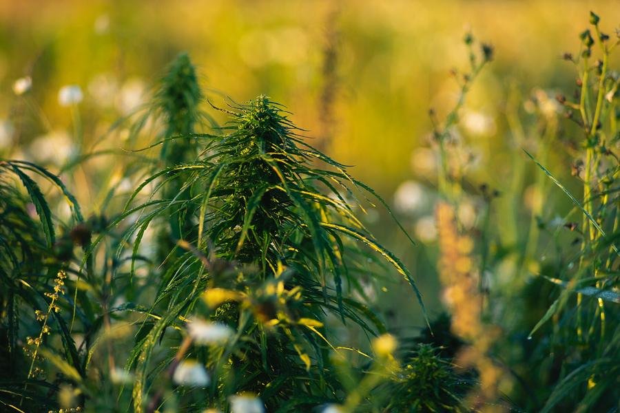 Législation du CBD : France, Europe, monde