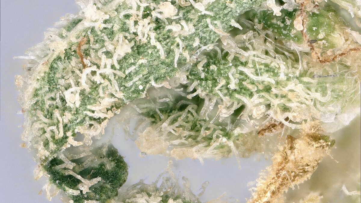 Gros plan sur les trichomes d'une fleur de chanvre, glandes translucides sur fond vert