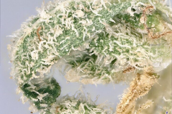 Gros plan sur les trichomes d'une fleur de chanvre, glandes translucides sur fond vert