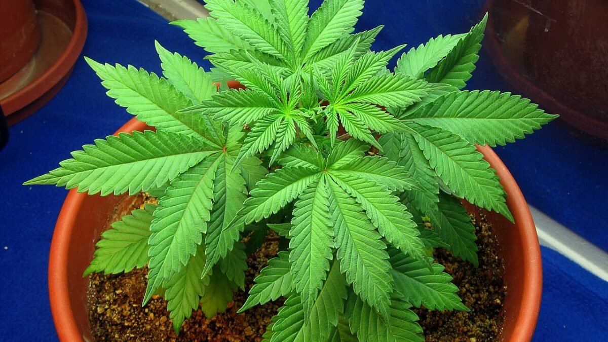 Jeune plant de chanvre en pot, en phase de croissance