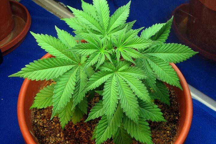 Jeune plant de chanvre en pot, en phase de croissance