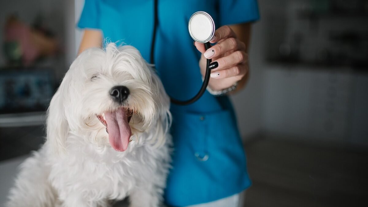 Petit chien blanc sur une table d'examen, vétérinaire tenant un stéthoscope
