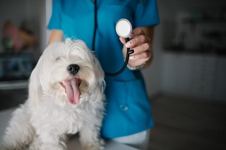 Petit chien blanc sur une table d'examen, vétérinaire tenant un stéthoscope