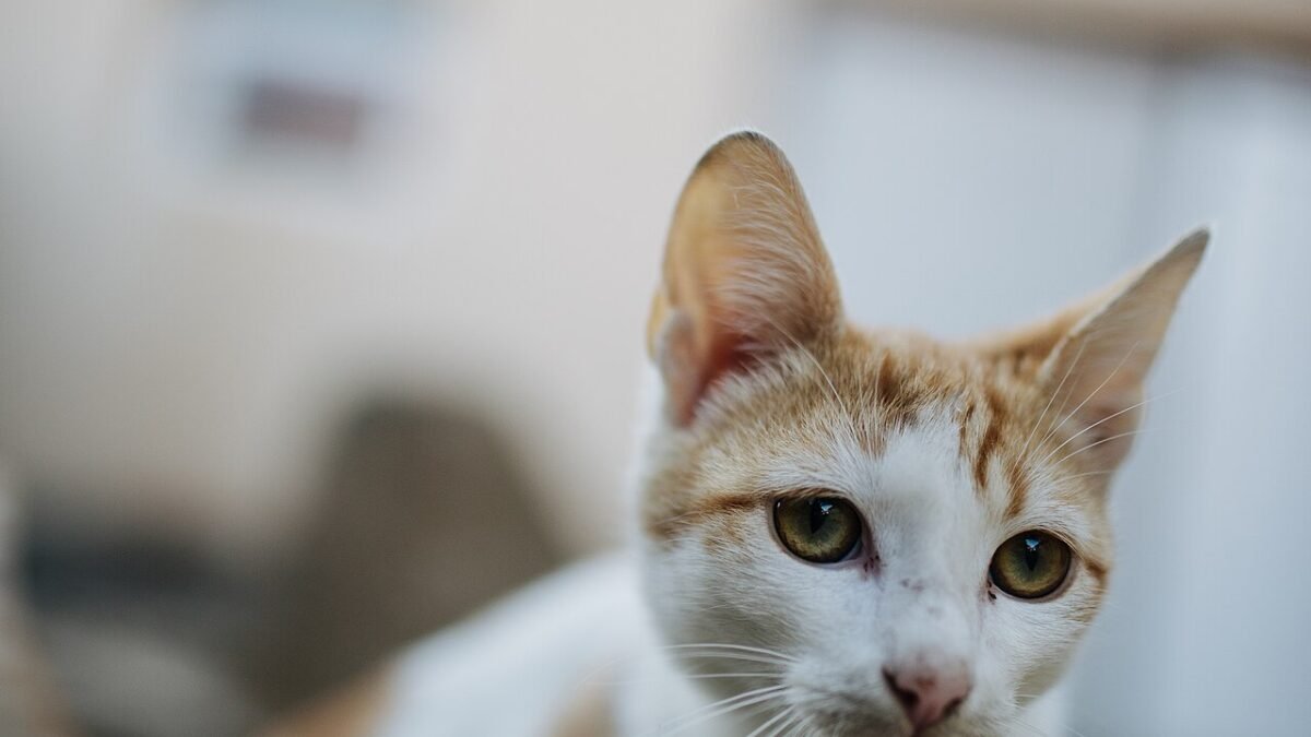 Chat blanc et roux regardant l'objectif, fond flou