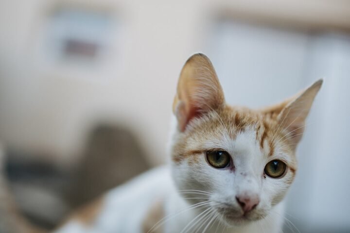 Chat blanc et roux regardant l'objectif, fond flou