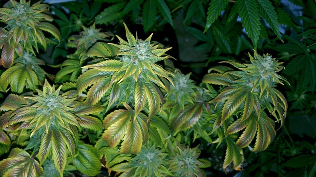 Plants de cannabis en fin de floraison aux feuilles jaunissantes