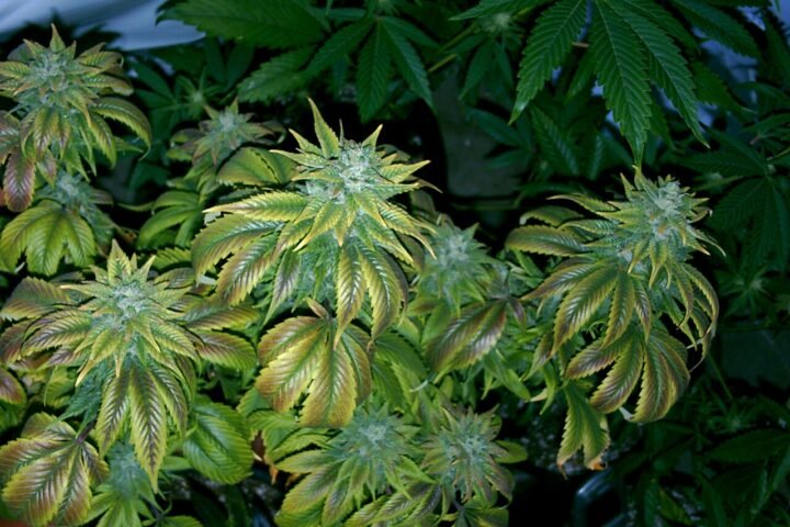 Plants de cannabis en fin de floraison aux feuilles jaunissantes
