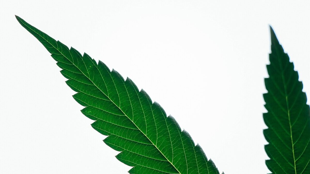 Deux feuilles de chanvre vert foncé sur fond clair