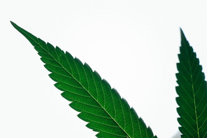 Deux feuilles de chanvre vert foncé sur fond clair