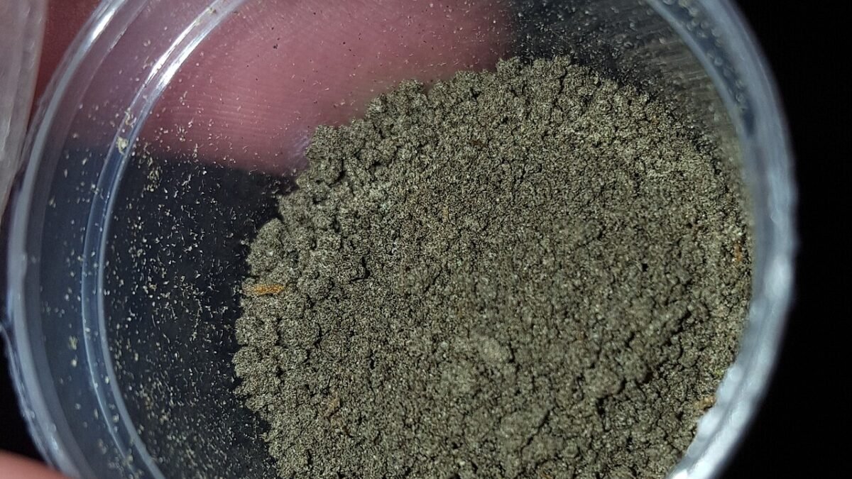 Petit pot de bubble hash de chanvre, poudre gris-vert, tenu entre deux doigts