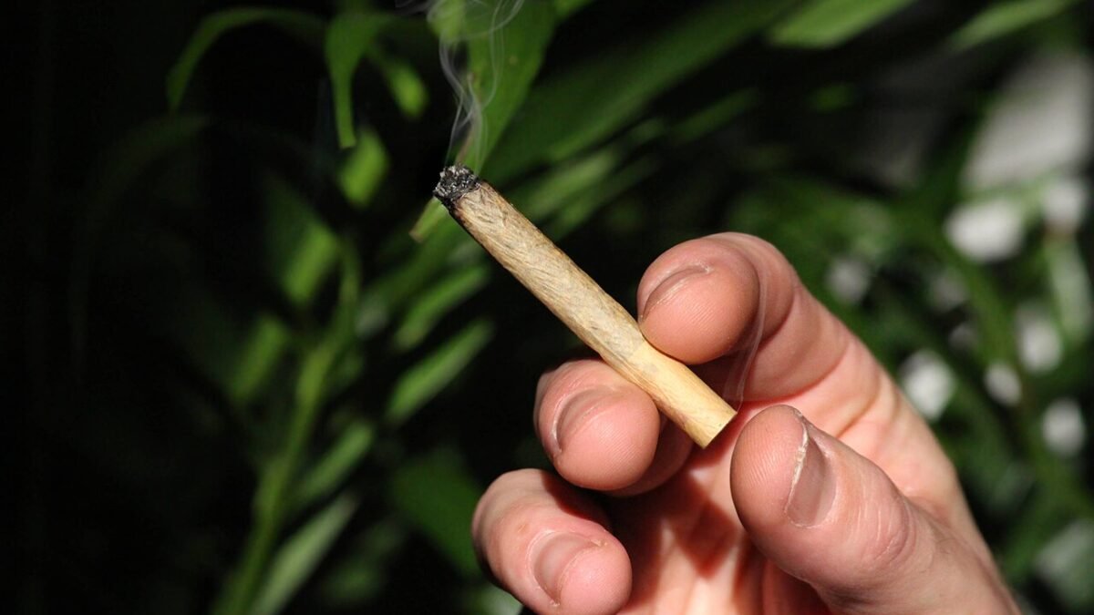 Main tenant un pré-roll de CBD éteint, feuillage sombre en fond