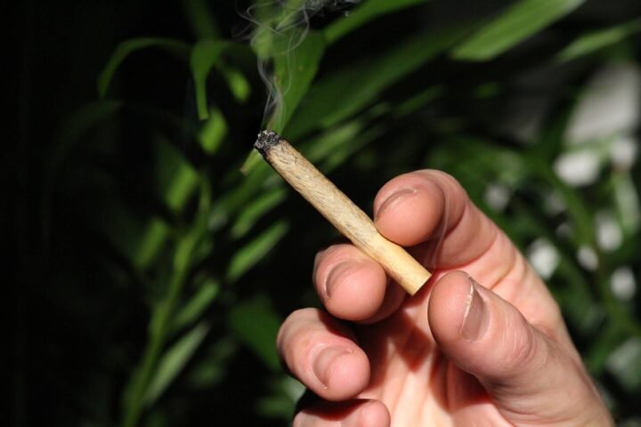 Main tenant un pré-roll de CBD éteint, feuillage sombre en fond