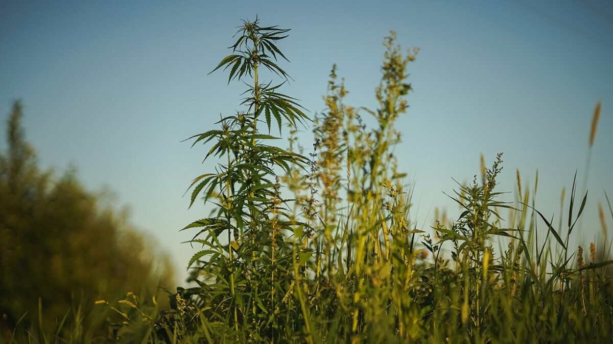 Plants de chanvre en plein champ sous un ciel bleu
