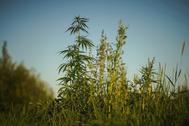 Plants de chanvre en plein champ sous un ciel bleu