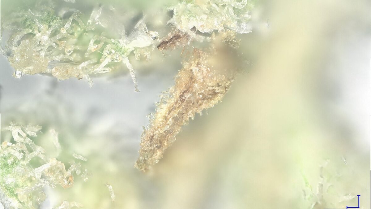 Trichomes ambrés d'une fleur de chanvre mûre, vus au macro