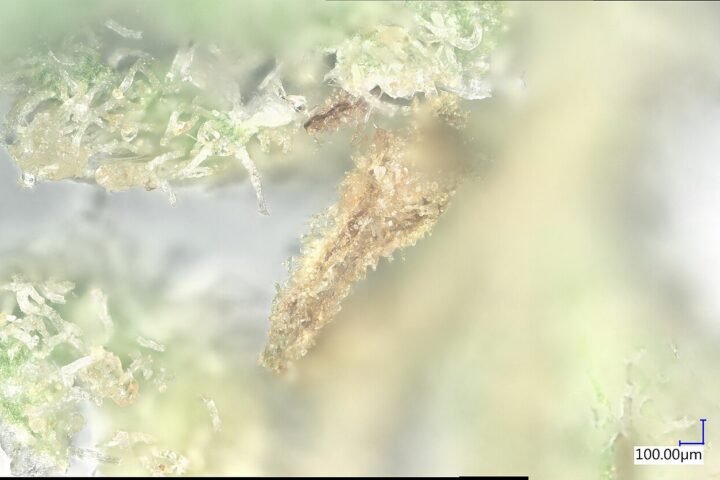 Trichomes ambrés d'une fleur de chanvre mûre, vus au macro