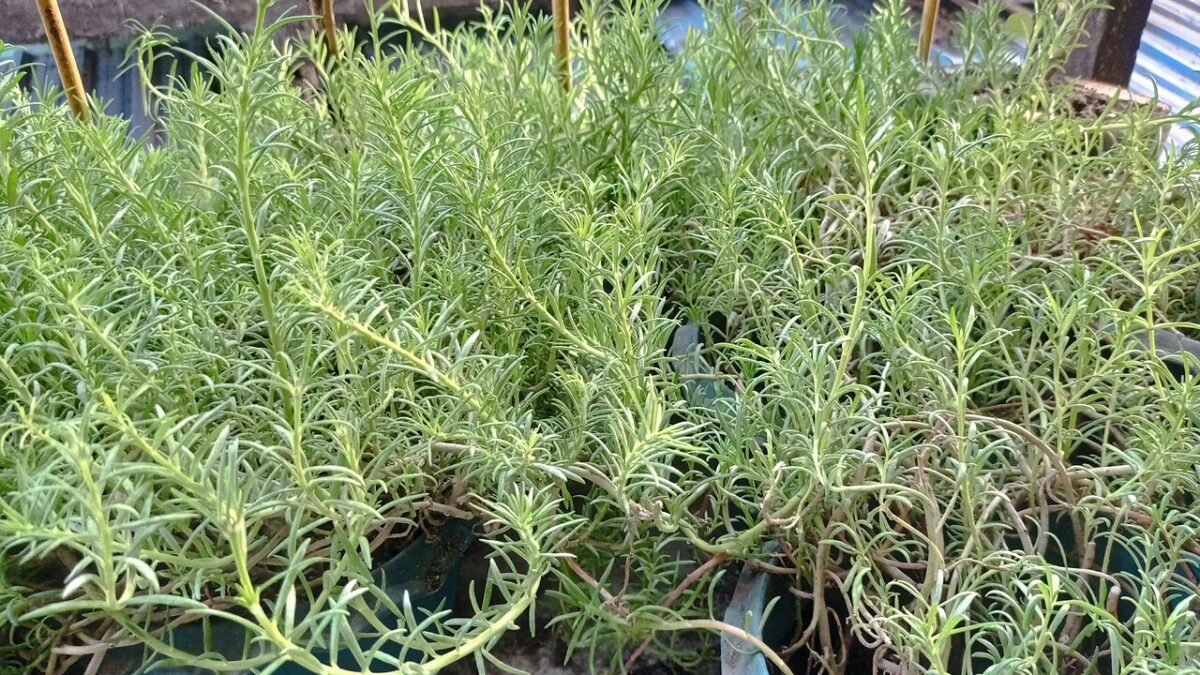 Jeunes plants de chanvre en pots, feuillage fin et clair