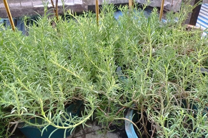 Jeunes plants de chanvre en pots, feuillage fin et clair