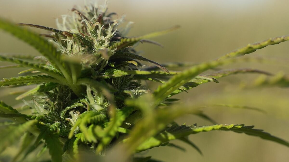 Sommité de chanvre en fleur, gros plan sur les bractées et les pistils