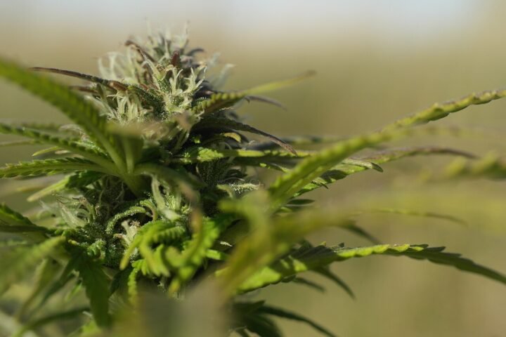 Sommité de chanvre en fleur, gros plan sur les bractées et les pistils