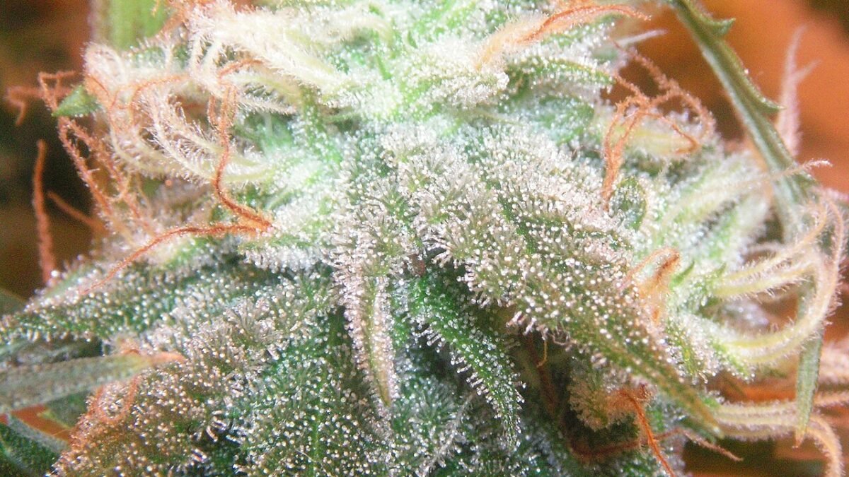 Fleur de chanvre couverte de trichomes blancs, gros plan