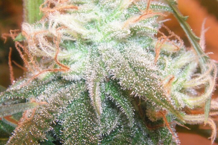 Fleur de chanvre couverte de trichomes blancs, gros plan