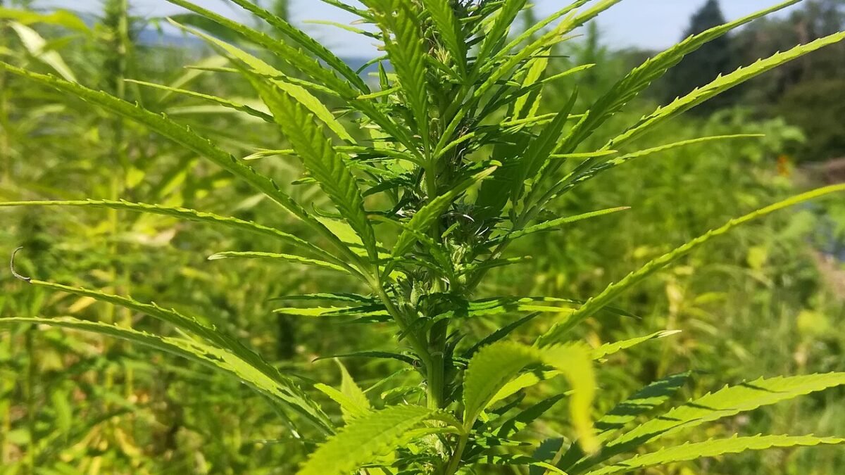 Sommité de chanvre en fleur sous serre, vert vif, en gros plan