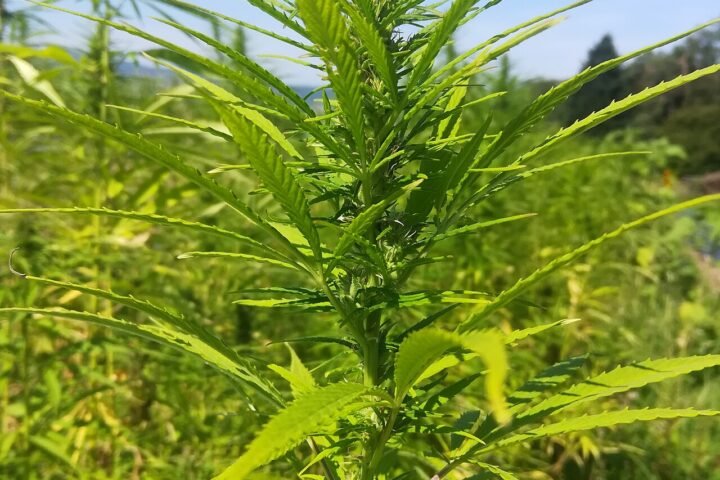 Sommité de chanvre en fleur sous serre, vert vif, en gros plan