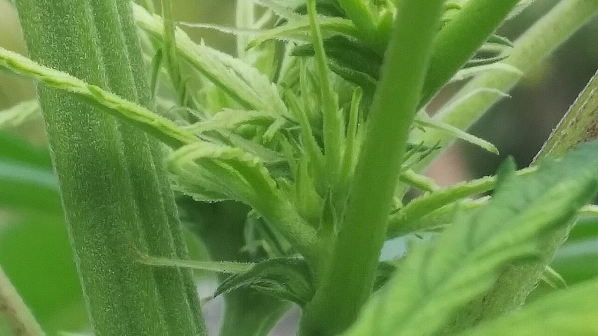 Sommité de chanvre à CBD en fleur, vert vif, vue de près