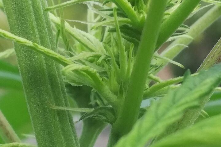 Sommité de chanvre à CBD en fleur, vert vif, vue de près