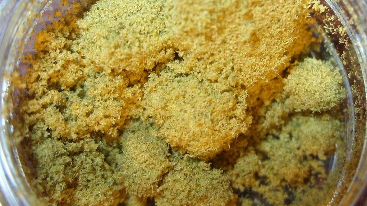 Pollen de chanvre jaune, poudre fine dans un pot en verre