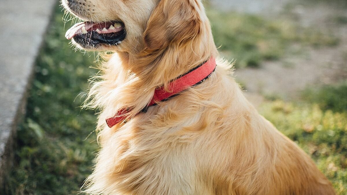 Golden retriever assis dans un parc, collier rouge, regard de profil