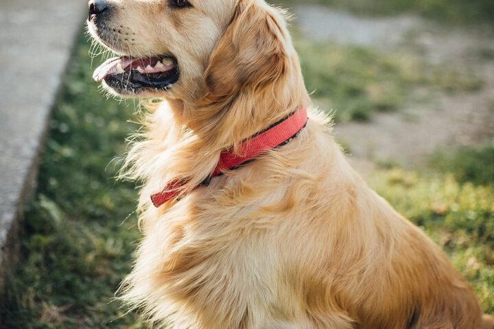 Golden retriever assis dans un parc, collier rouge, regard de profil