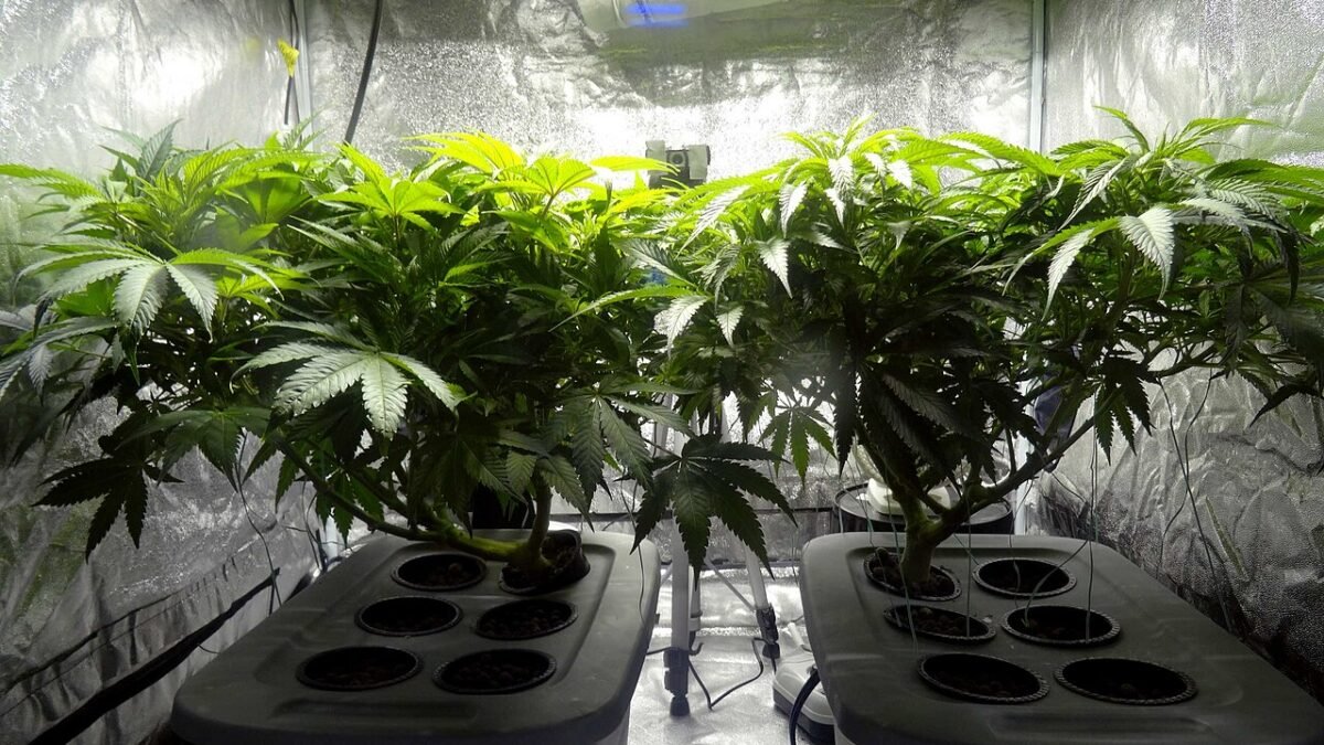 Plants de chanvre en culture intérieure sous éclairage