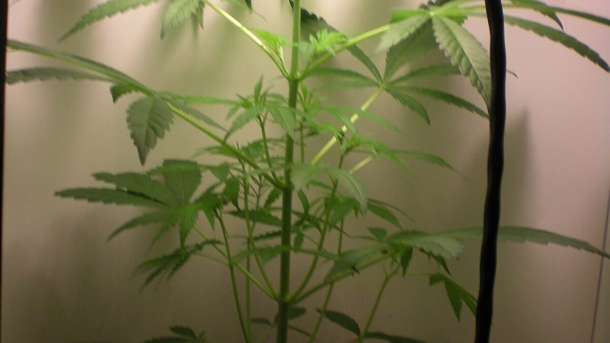 Plant de chanvre en pot sous une lampe de culture