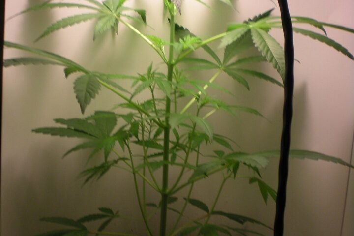 Plant de chanvre en pot sous une lampe de culture