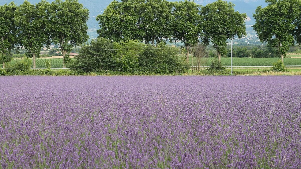 Champ de lavande en fleurs, rangs violets sous un ciel clair