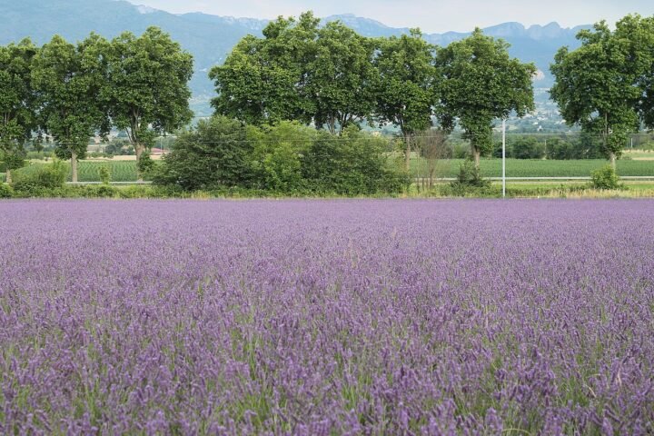 Champ de lavande en fleurs, rangs violets sous un ciel clair