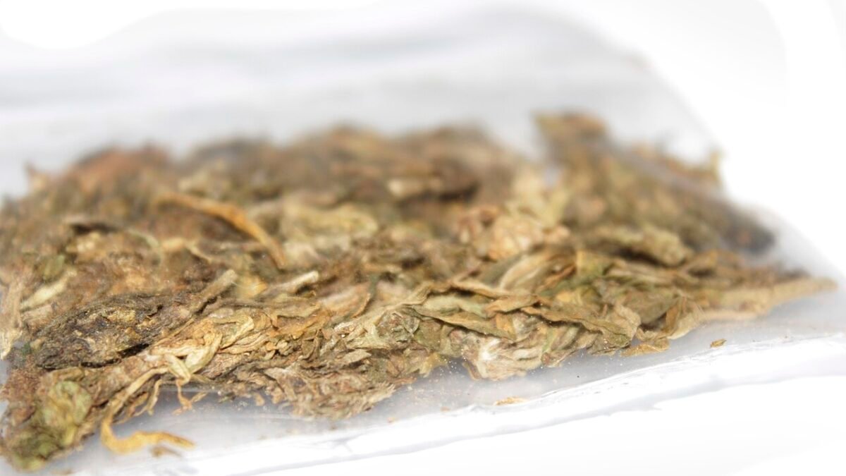 Fleurs de chanvre séchées dans un sachet ouvert