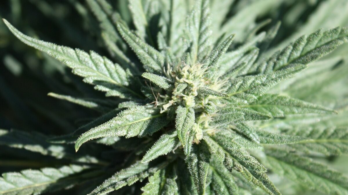 Plante de chanvre sativa, haute, aux feuilles fines et allongées