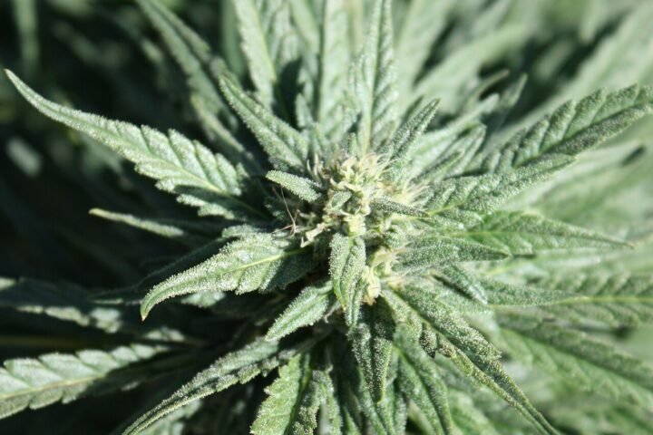 Plante de chanvre sativa, haute, aux feuilles fines et allongées