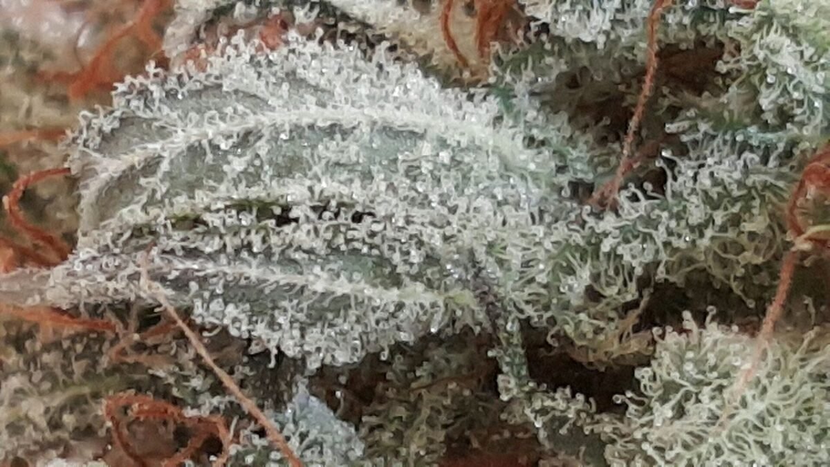 Gros plan sur les trichomes givrés d'une fleur de chanvre