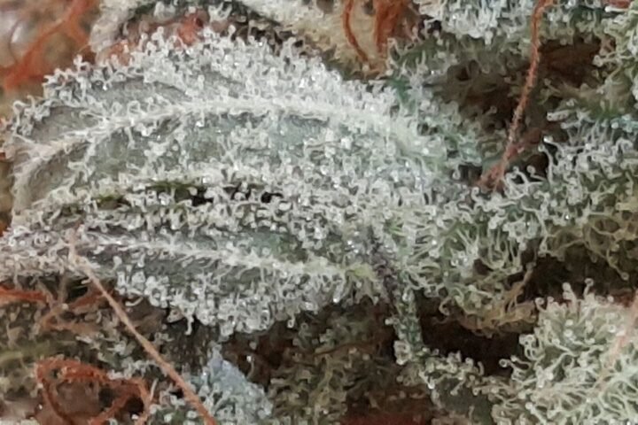 Gros plan sur les trichomes givrés d'une fleur de chanvre
